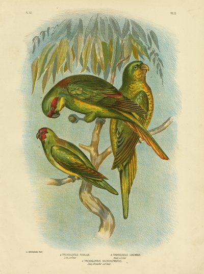 Lorichetti squamosi, 1891 da Gracius Broinowski